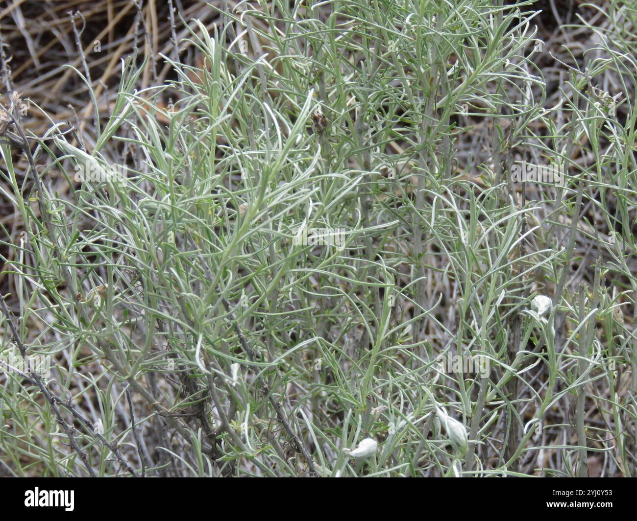 Rubber Rabbitbrush (Ericameria nauseosa Stock Photo - Alamy