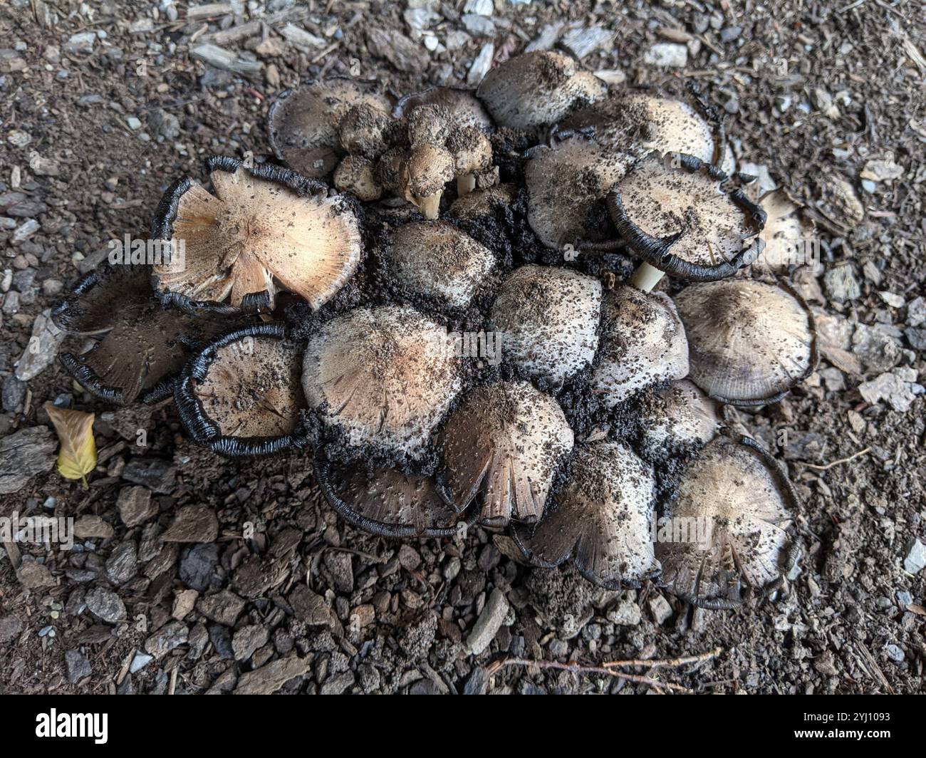 Common Ink Cap (Coprinopsis atramentaria Stock Photo - Alamy