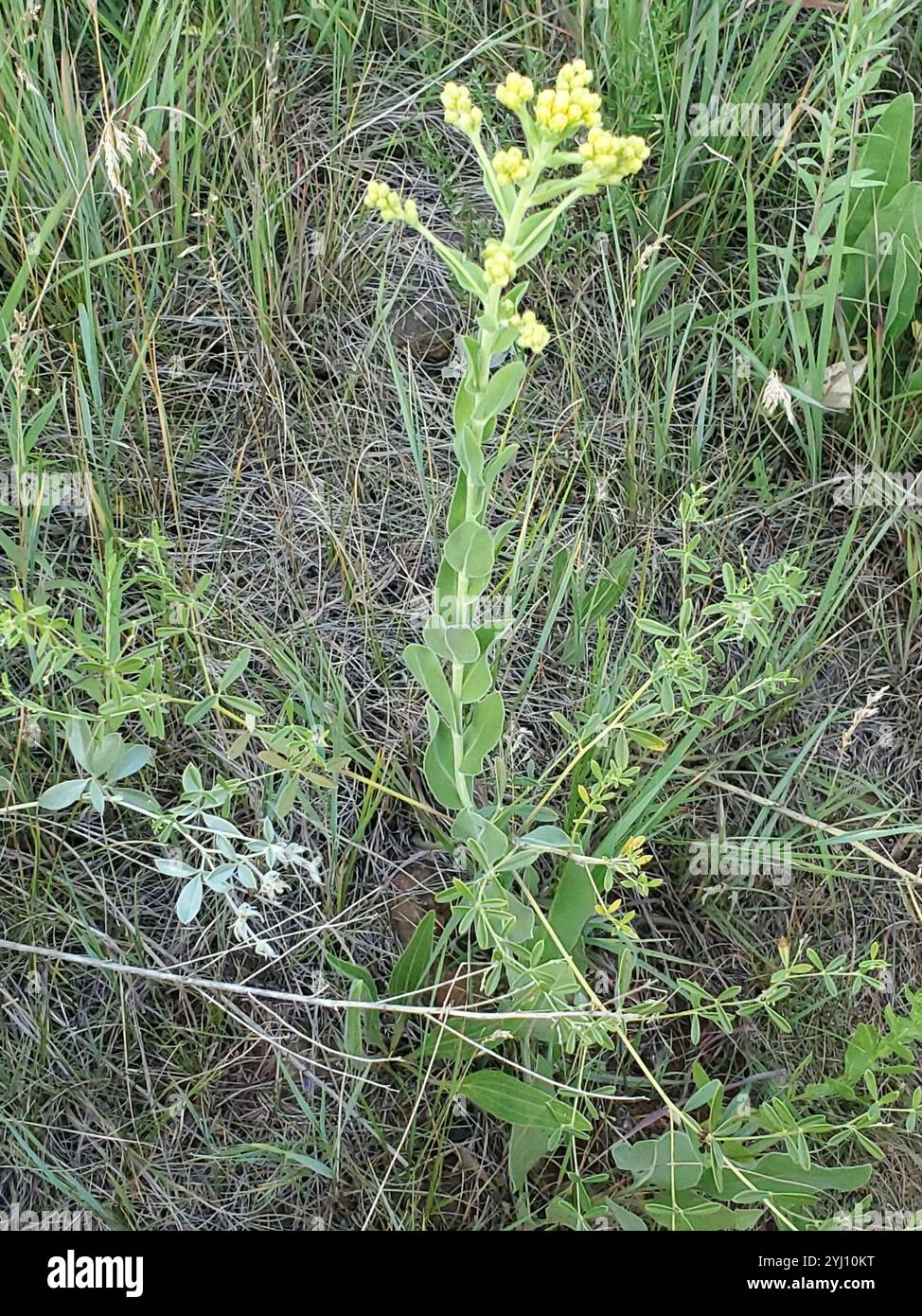 Solidago Rigida Golden Rockets stiff-leaved goldenrod (Solidago rigida Stock Photo - Alamy