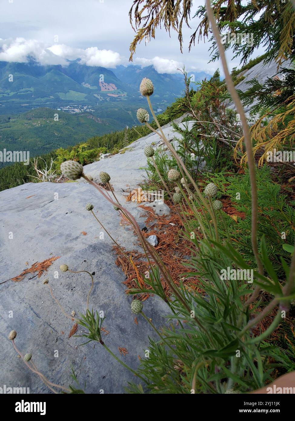 Cutleaf Anemone (Anemone multifida Stock Photo - Alamy