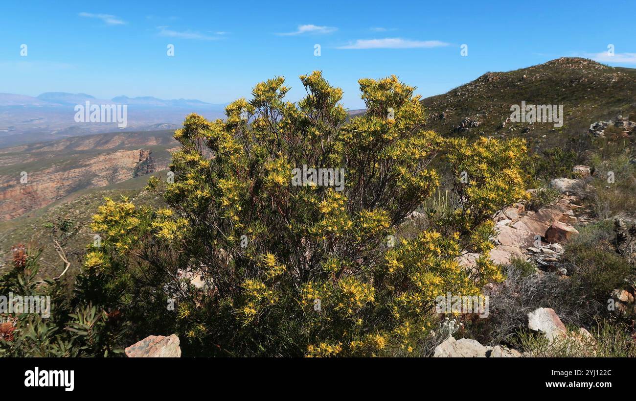 Conebushes (Leucadendron) Stock Photo