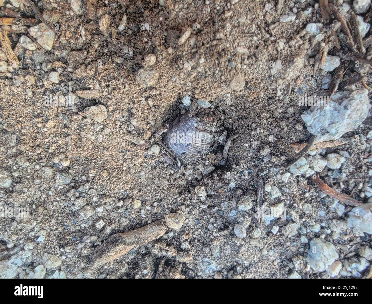 Great Grig (Cyphoderris monstrosa Stock Photo - Alamy