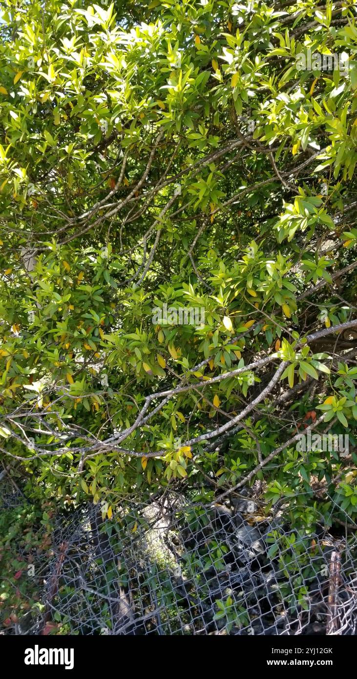 California bay (Umbellularia californica Stock Photo - Alamy