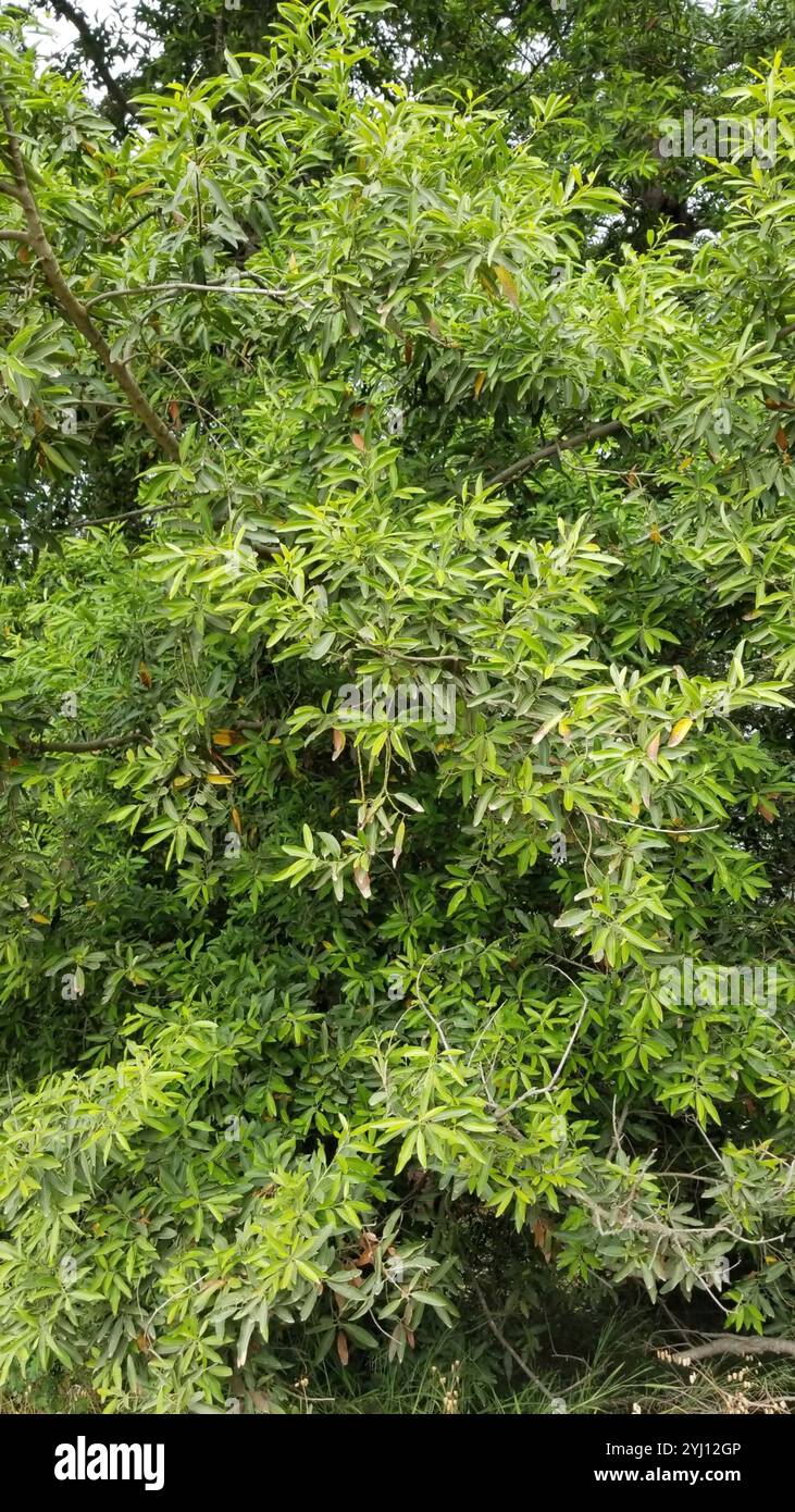 California bay (Umbellularia californica Stock Photo - Alamy