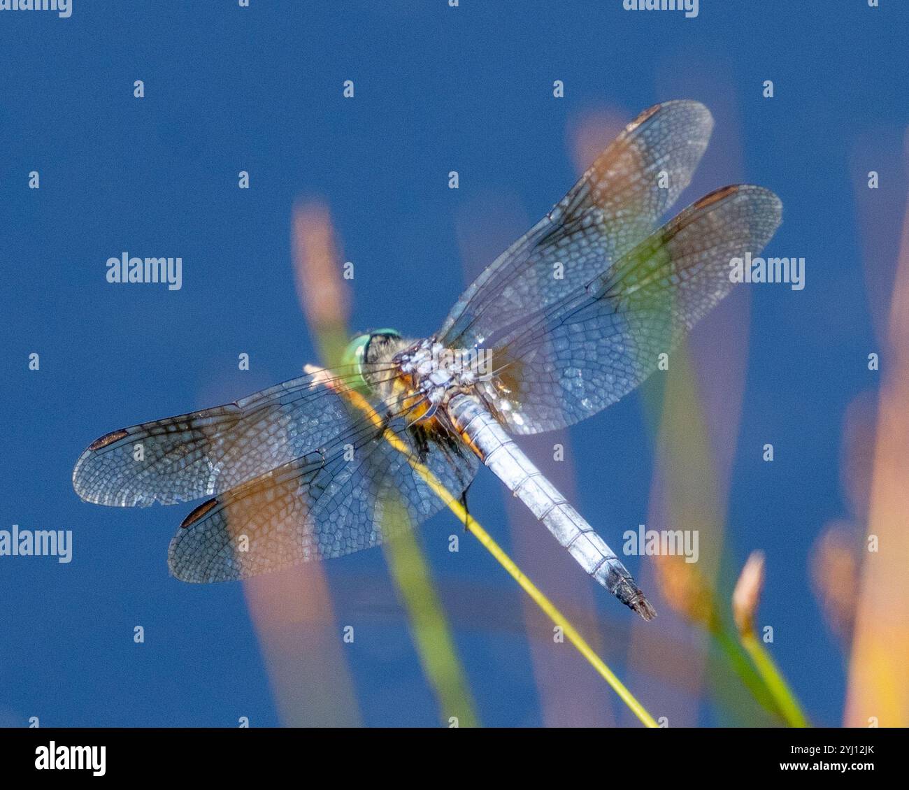 Blue Dasher (Pachydiplax longipennis Stock Photo - Alamy