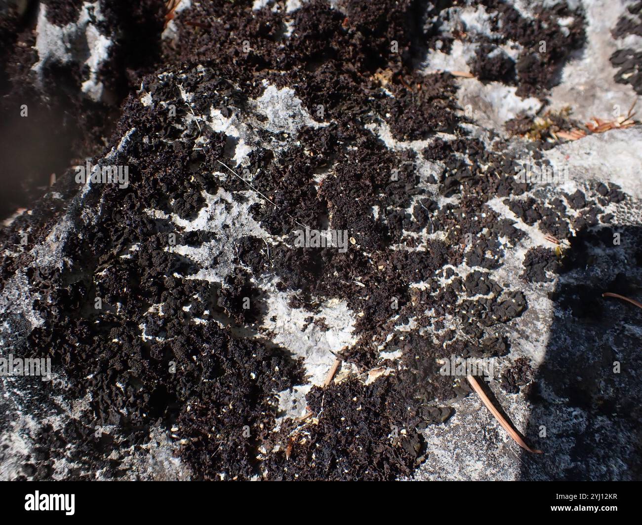 Lathagrium hi-res stock photography and images - Alamy