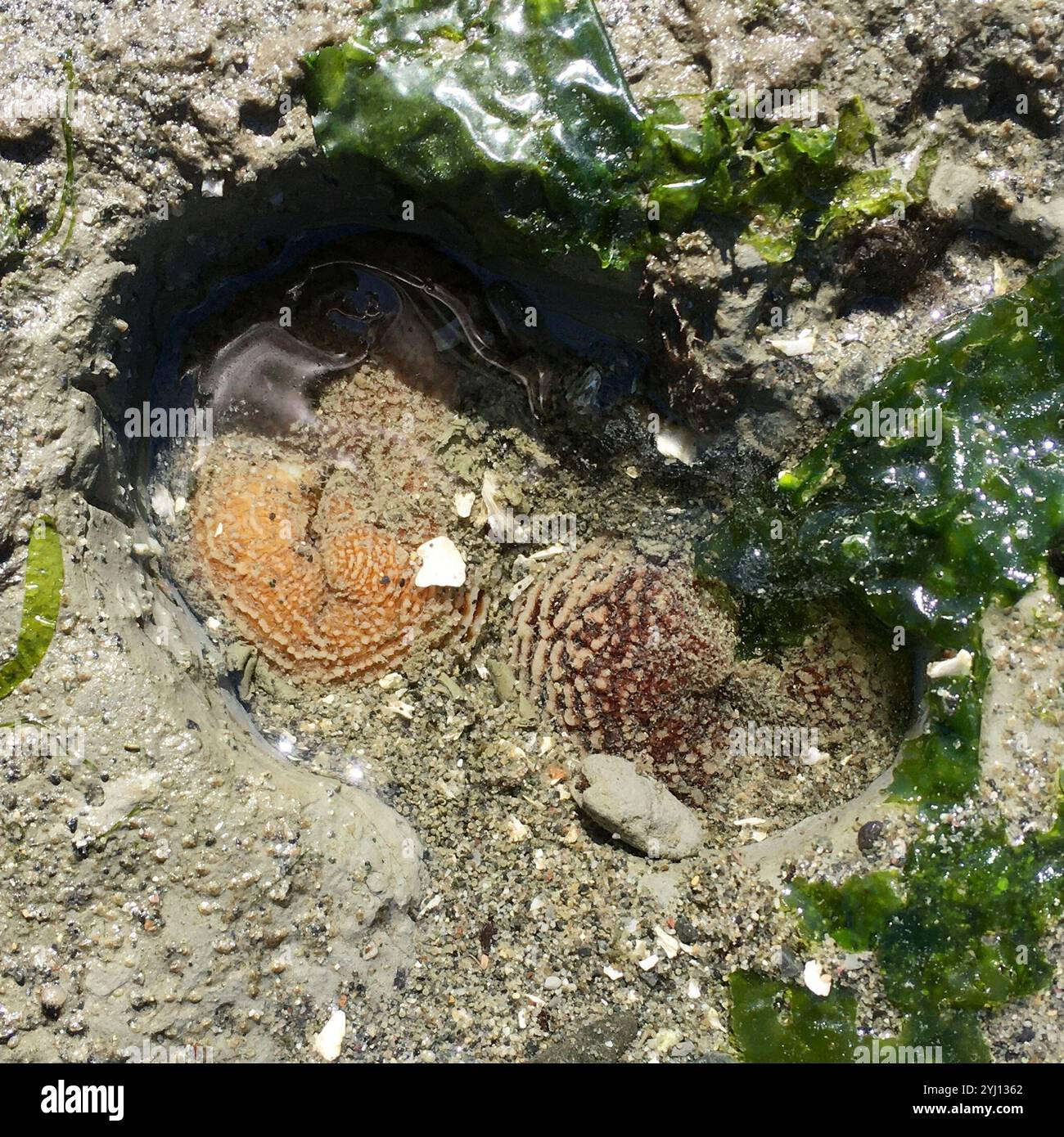 Rough piddock hi-res stock photography and images - Alamy