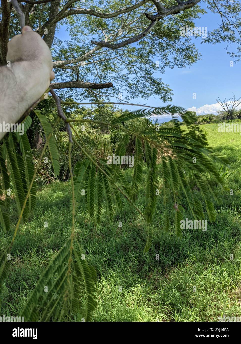 elephant ear tree (Enterolobium cyclocarpum Stock Photo - Alamy