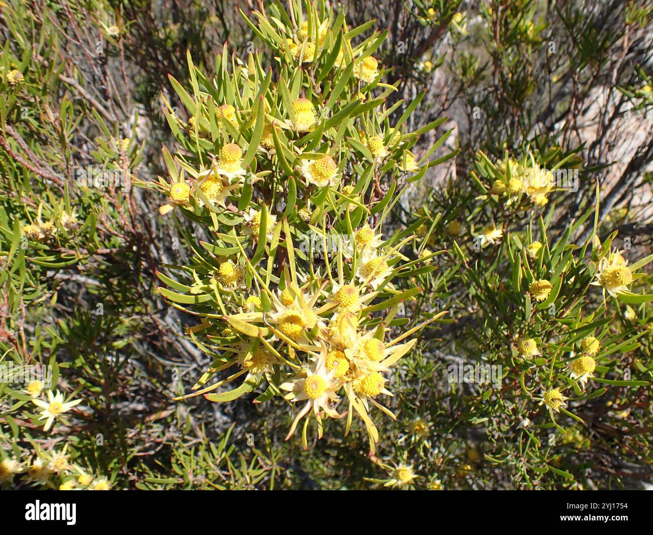 Conebushes (Leucadendron) Stock Photo