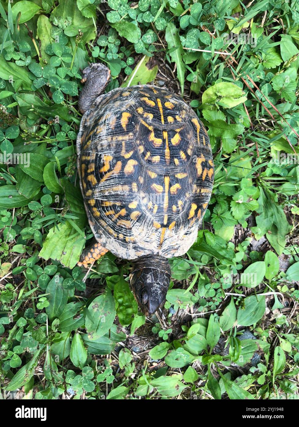 Eastern Box Turtle (Terrapene carolina carolina Stock Photo - Alamy
