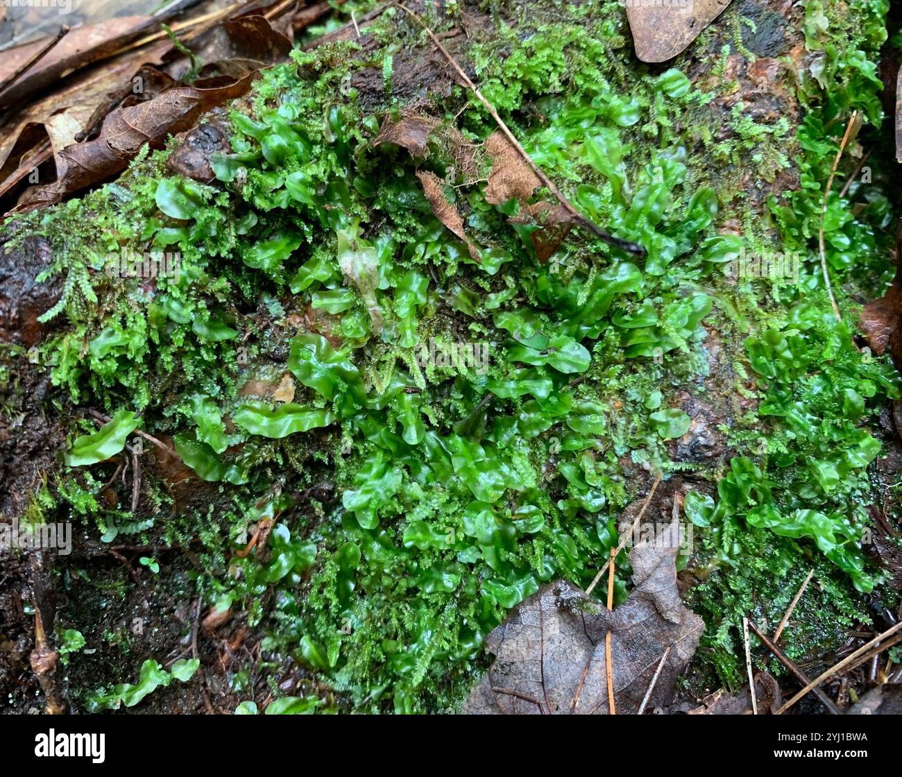 Pallavicinia lyellii hi-res stock photography and images - Alamy