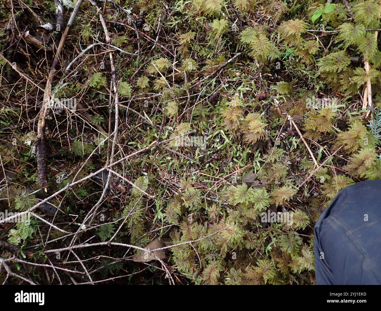 Waved Silk moss (Plagiothecium undulatum Stock Photo Alamy Waved Silk moss (Plagiothecium undulatum Stock Photo Alamy