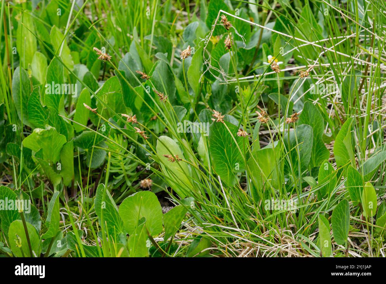 black alpine sedge (Carex nigricans Stock Photo - Alamy