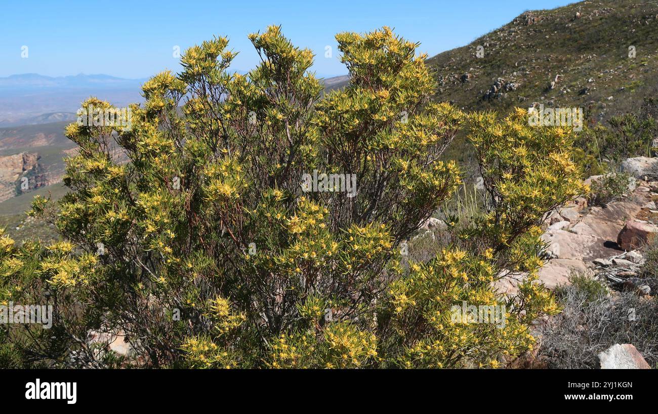Conebushes (Leucadendron) Stock Photo