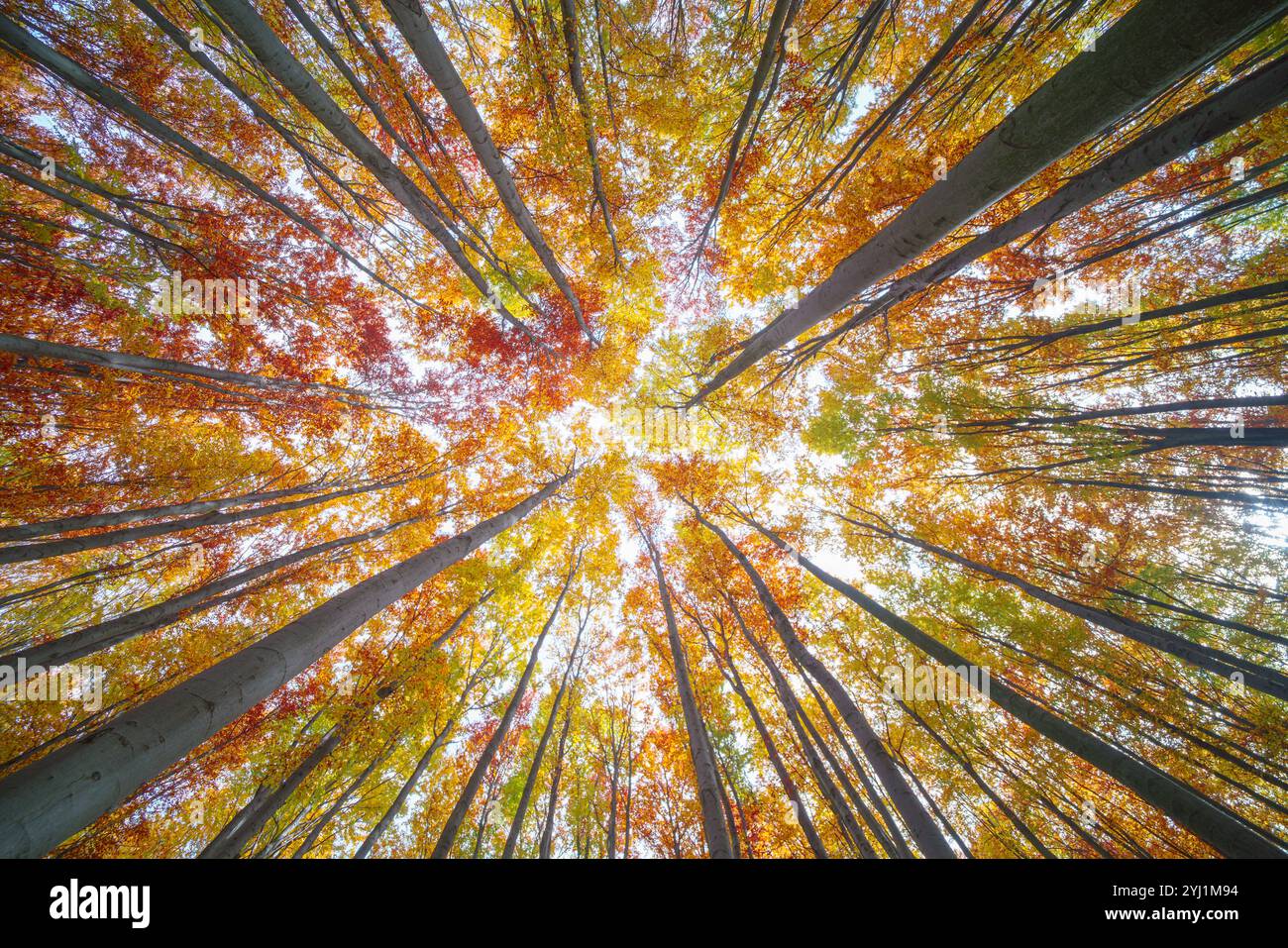Looking up through a forest canopy in autumn, with trees displaying ...