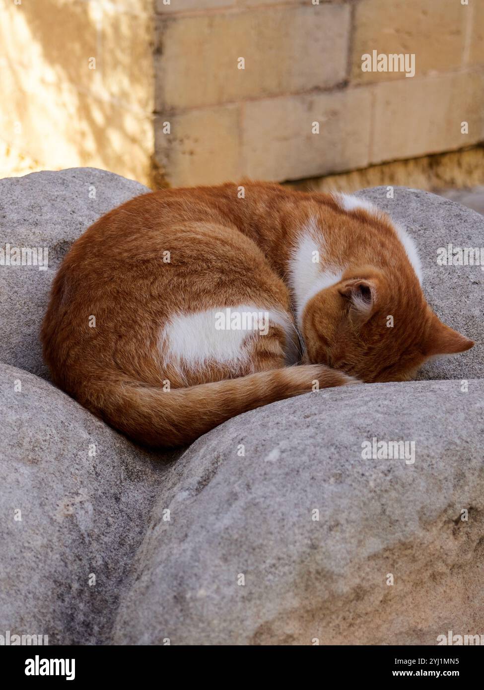Cute red cat sleeping on the stone in the garden. Striped cat Stock Photo