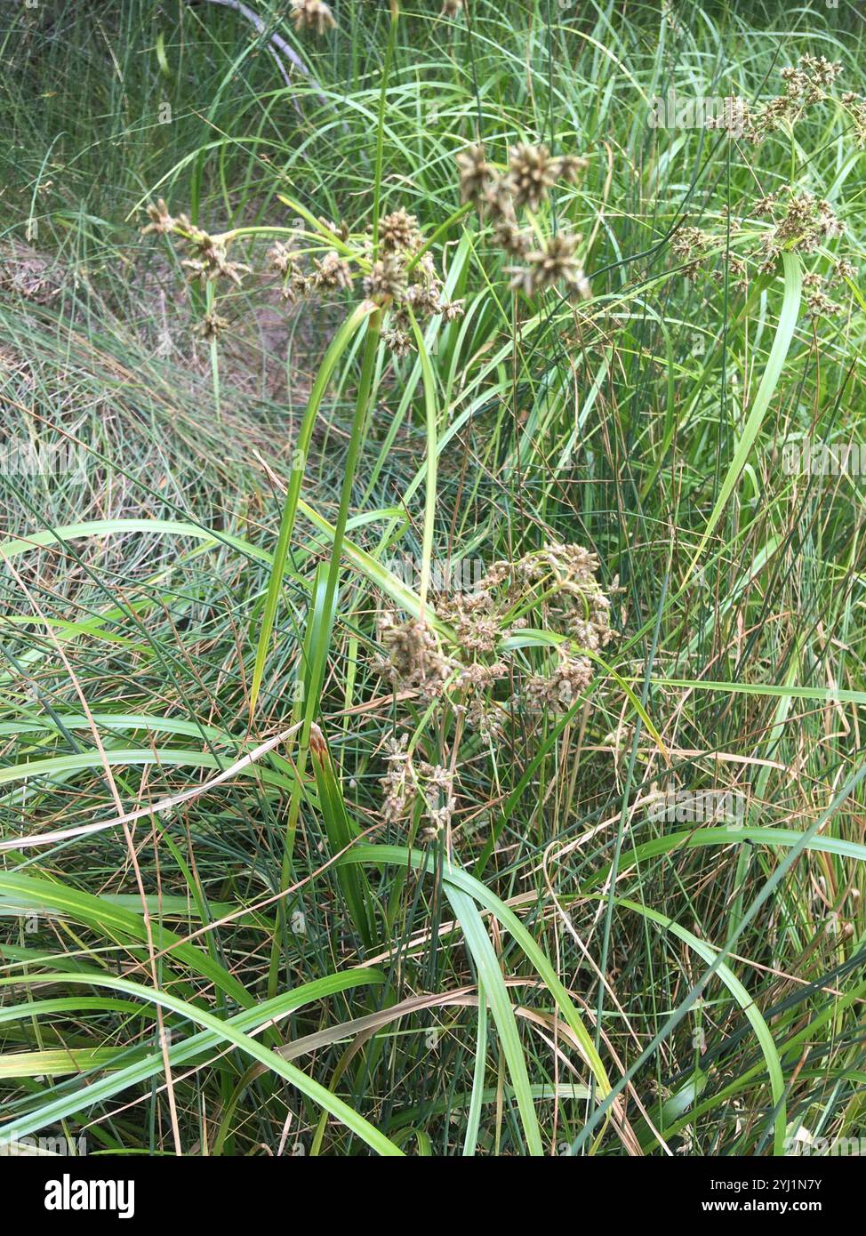 Panicled Bulrush (Scirpus microcarpus Stock Photo - Alamy