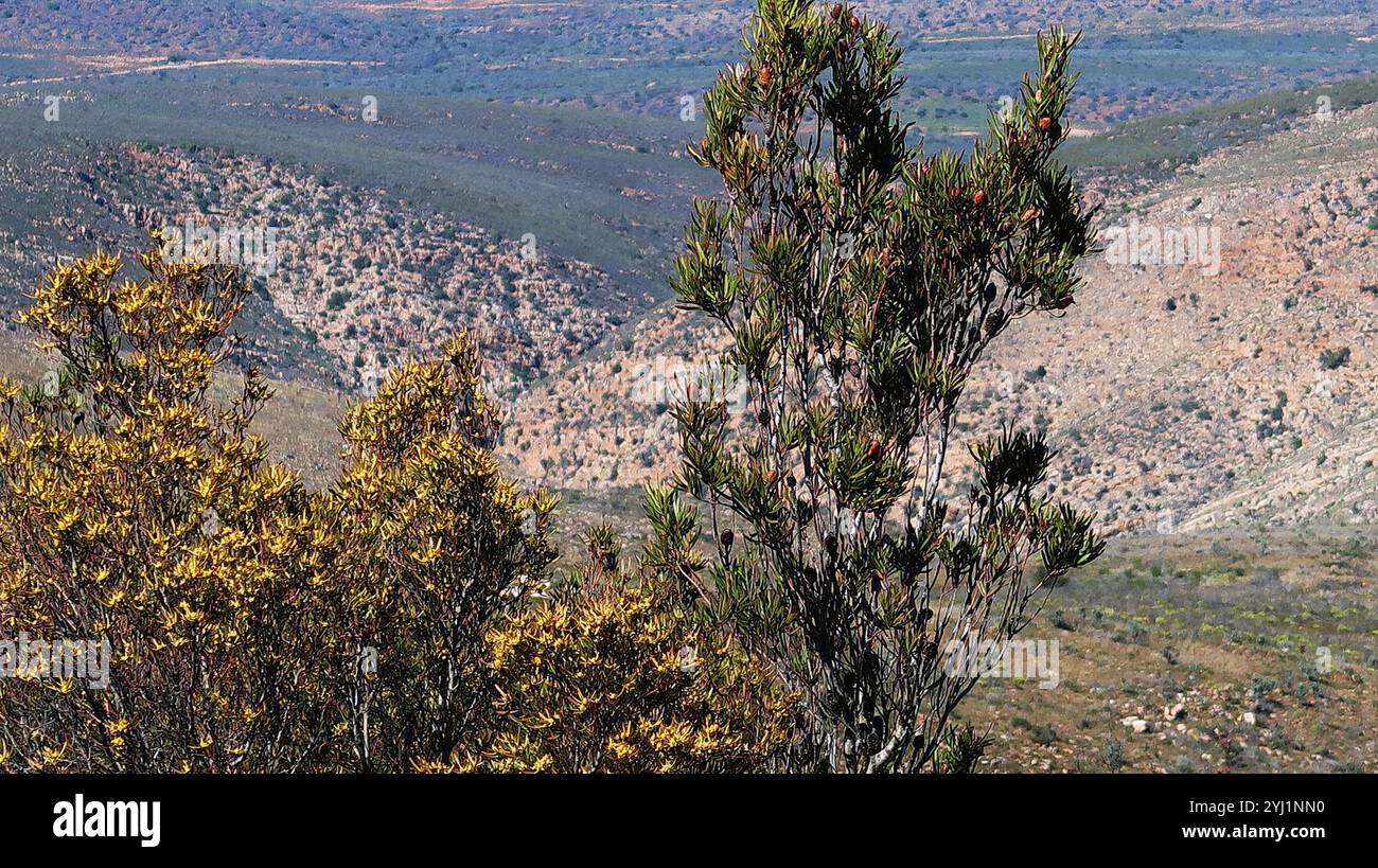 Conebushes (Leucadendron) Stock Photo