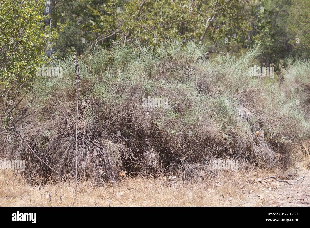 California broomsage hi-res stock photography and images - Alamy