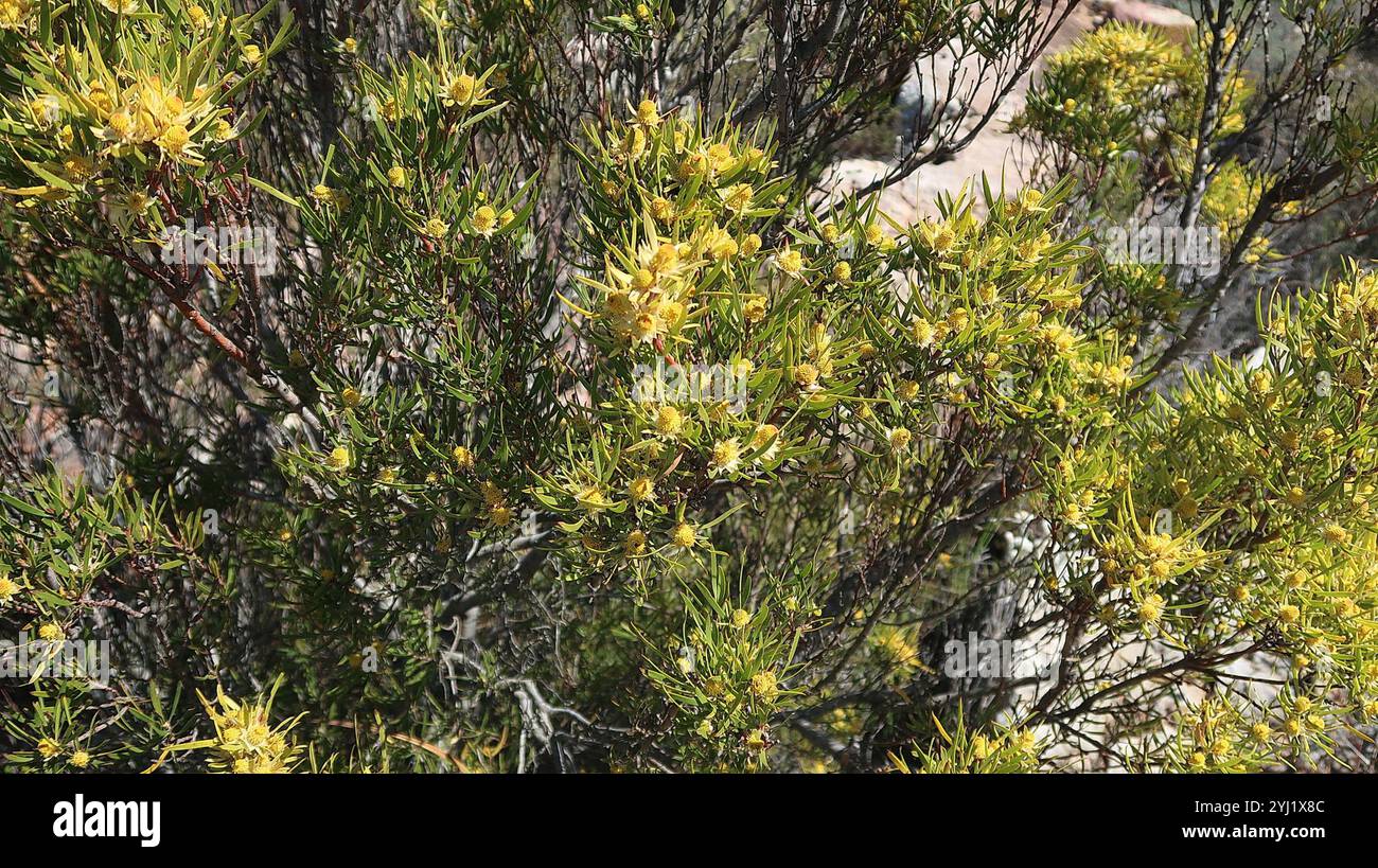 Conebushes (Leucadendron) Stock Photo