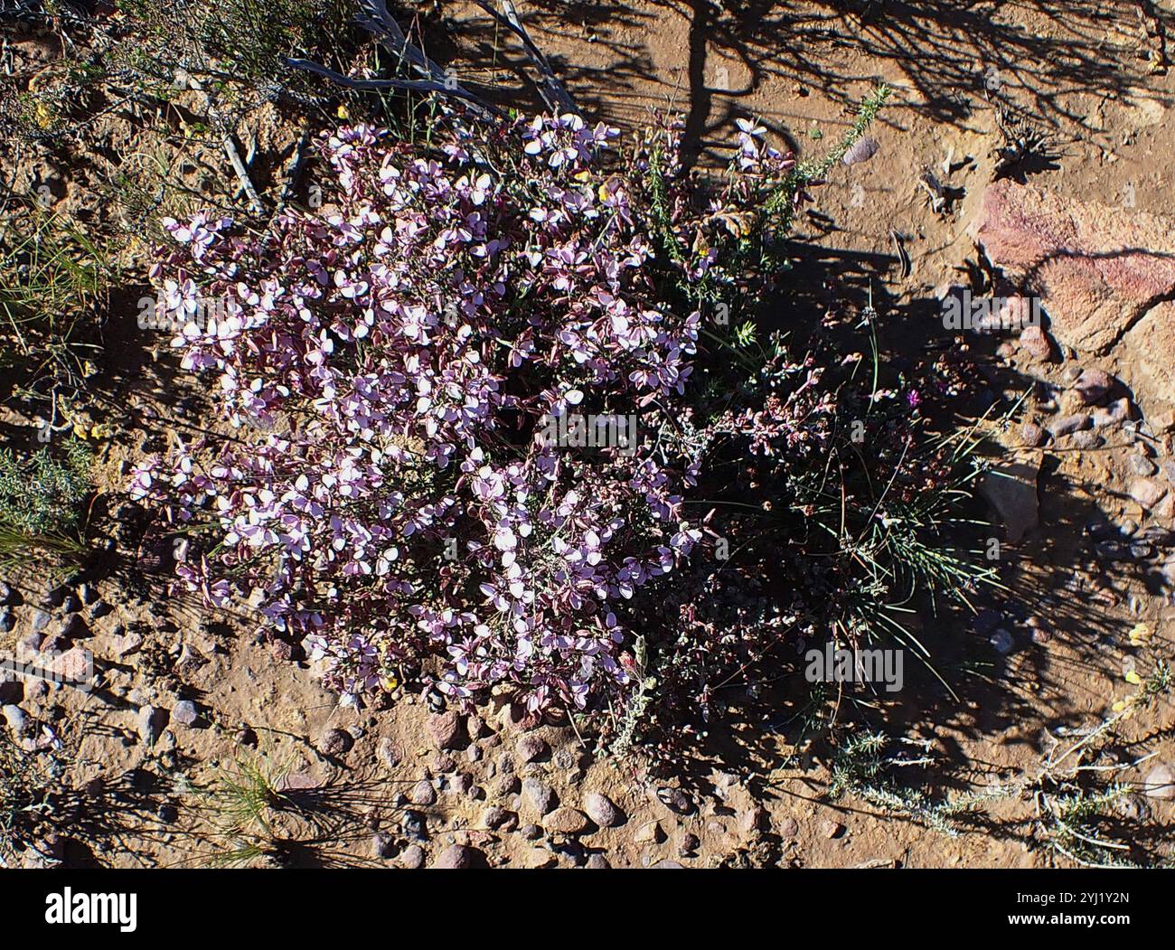 Livid Falsepea (Polygala microlopha Stock Photo - Alamy