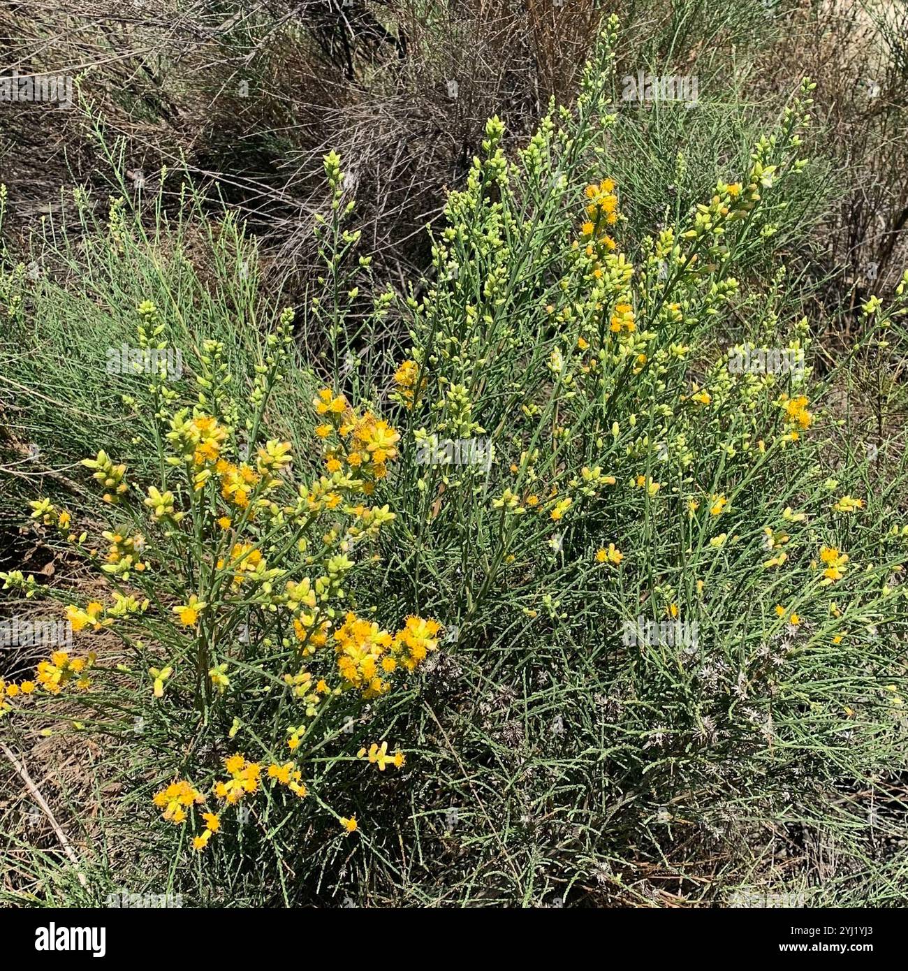 California broomsage hi-res stock photography and images - Alamy
