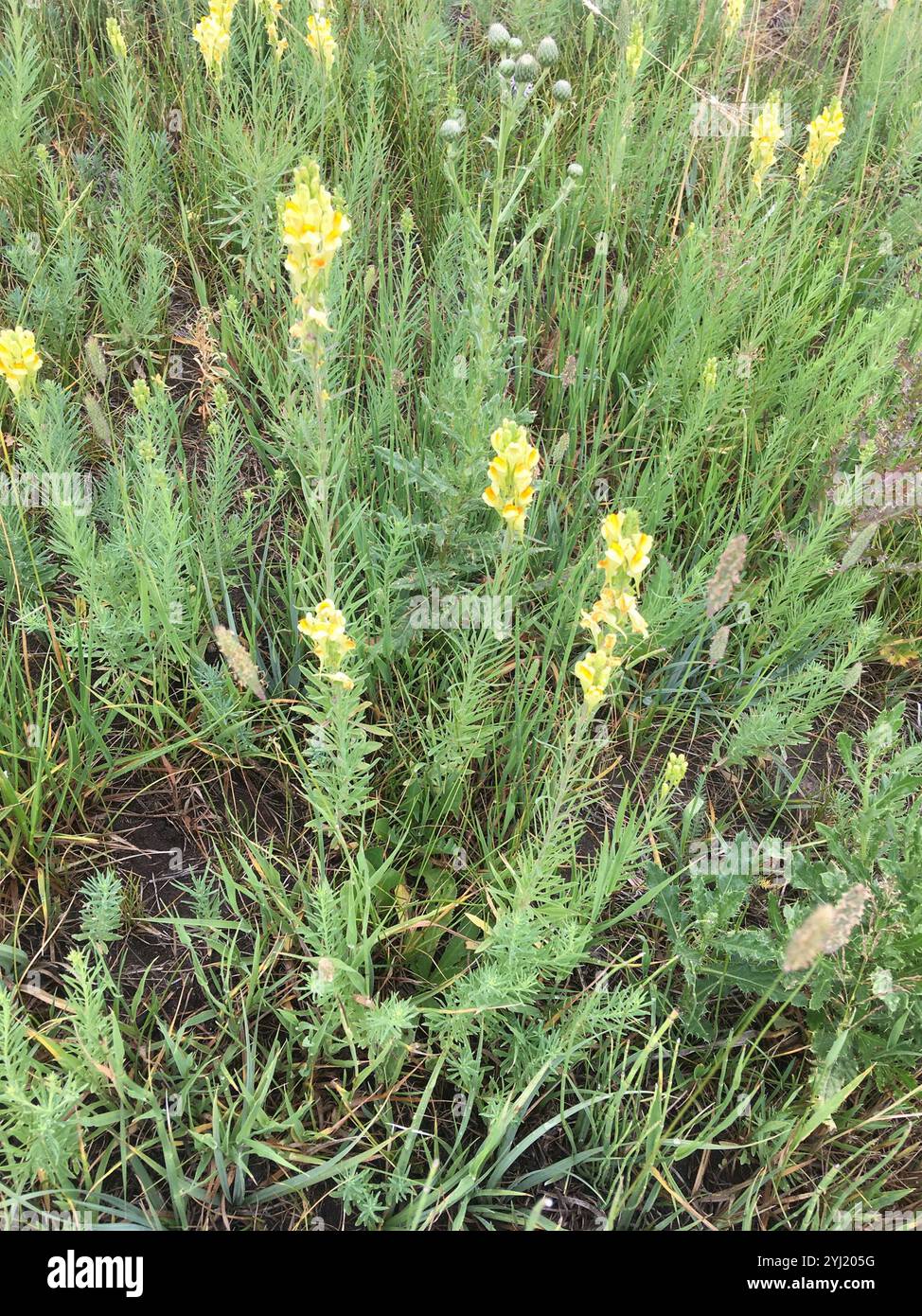 Toad Fls common toadflax (Linaria vulgaris Stock Photo - Alamy