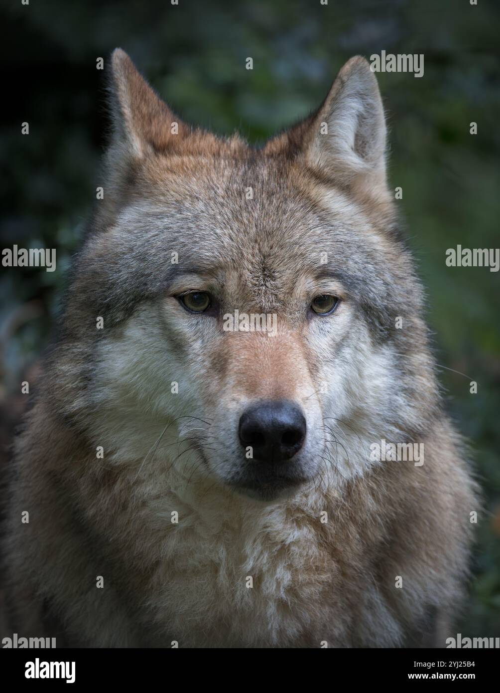 Canis lupus lupis hi-res stock photography and images - Alamy