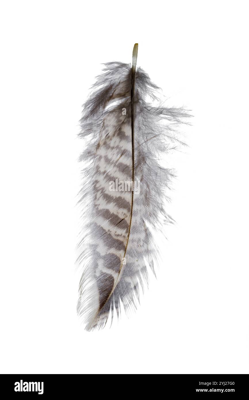 bird feather isolated on white background Stock Photo - Alamy