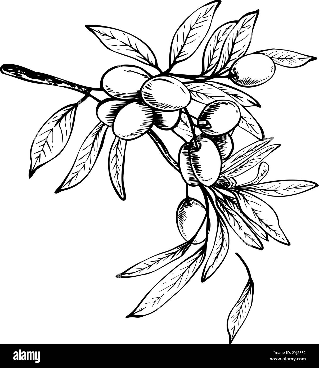 Olive tree branch with leaves and berries Black and white graphic hand ...