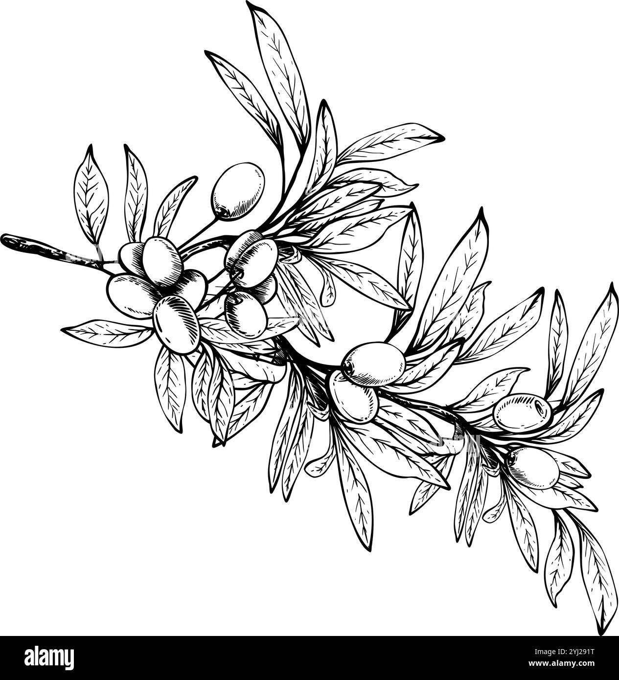 Tree branch with leaves Black and White Stock Photos \u0026 Images - Alamy, image size:1265x1390