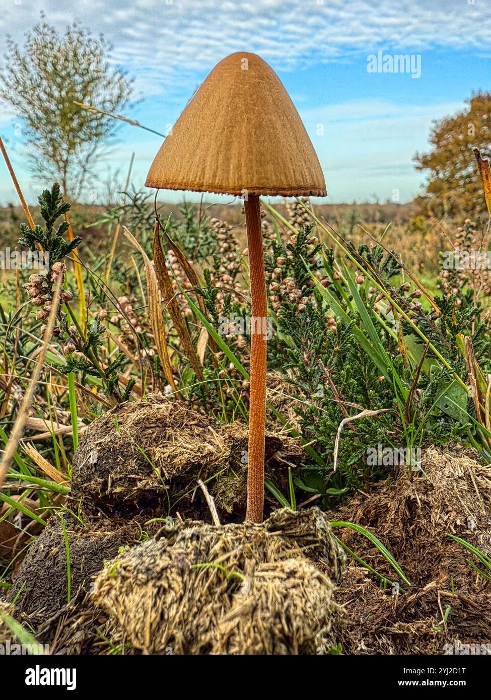 Mushroom growing on pony poo in the New Forest National Park heathland - Smartphone Captured Stock Image