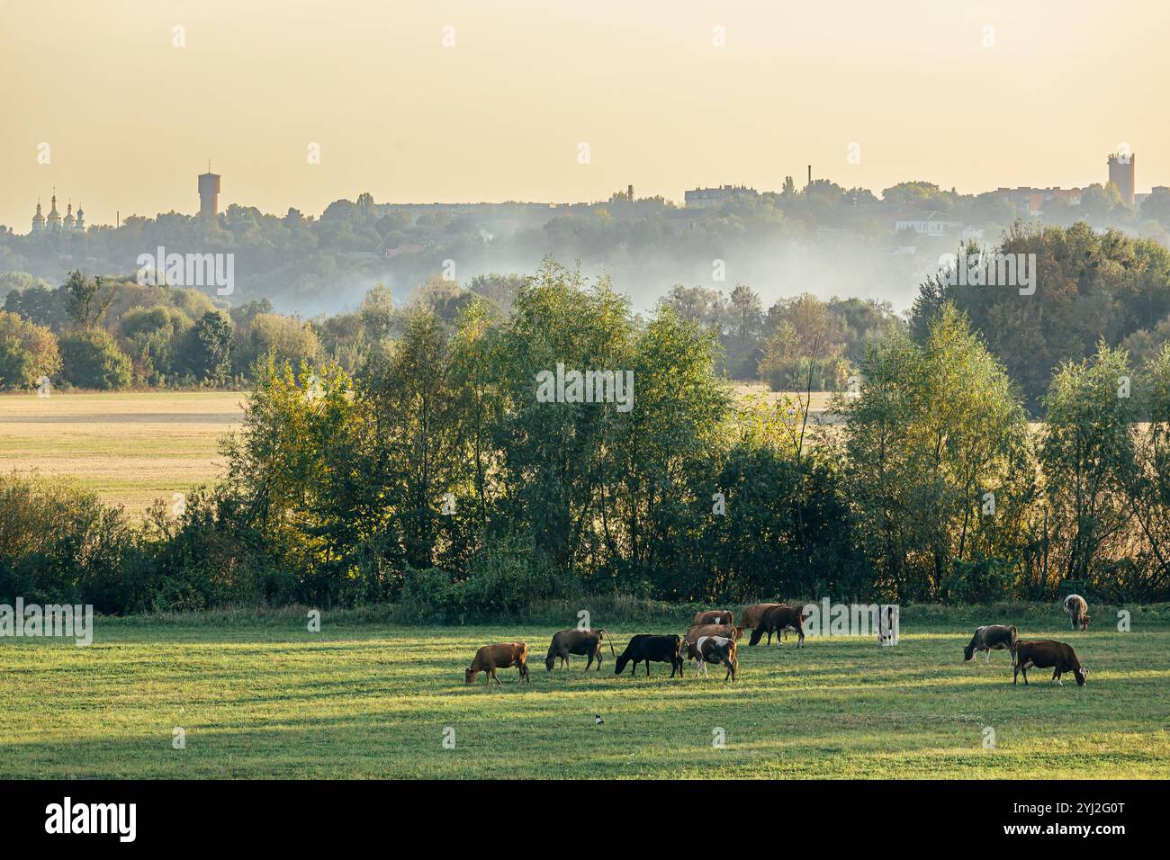 Cows of all colors grazing on the grassland under the blue sky and ...
