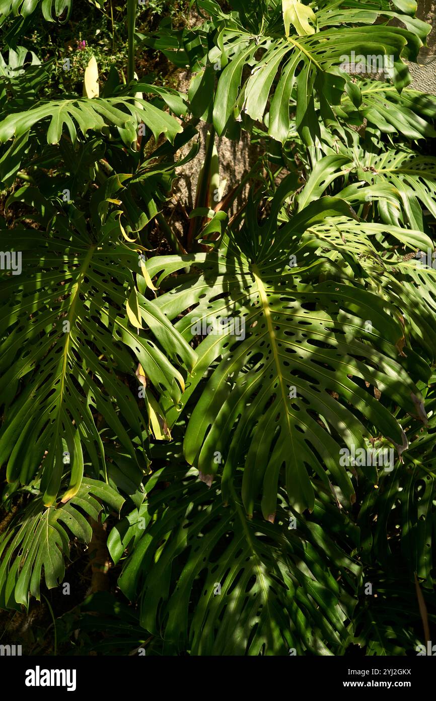 Leaf Setting Sunlight filtering through vibrant green monsterleaves lush garden ...