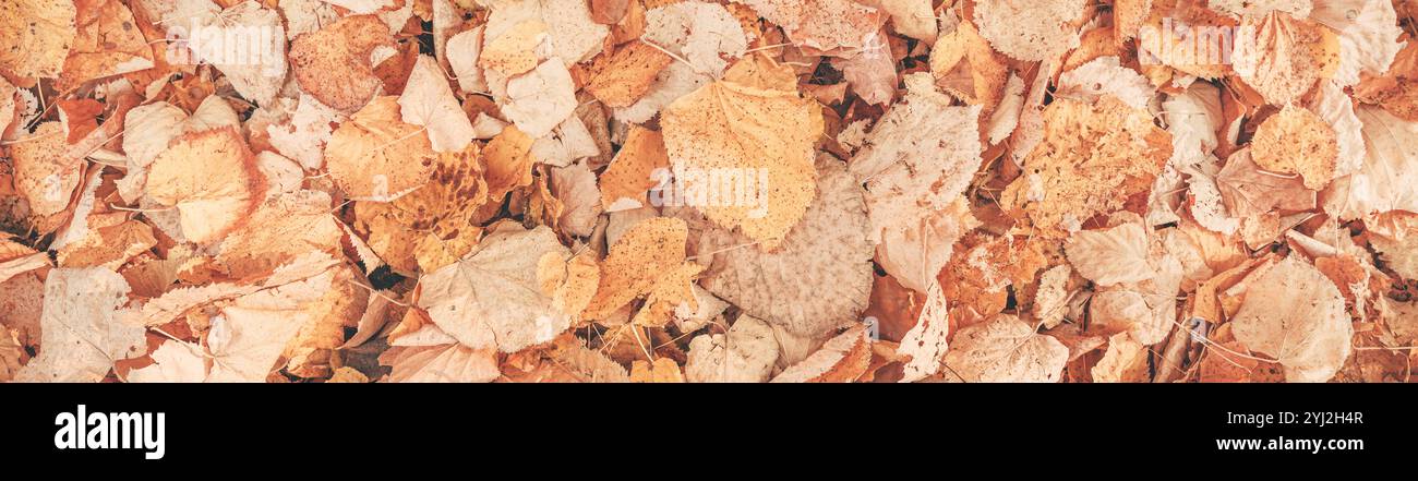 Texture of ground covered with American basswood Linden tree autumn leaves as background, top view Stock Photo