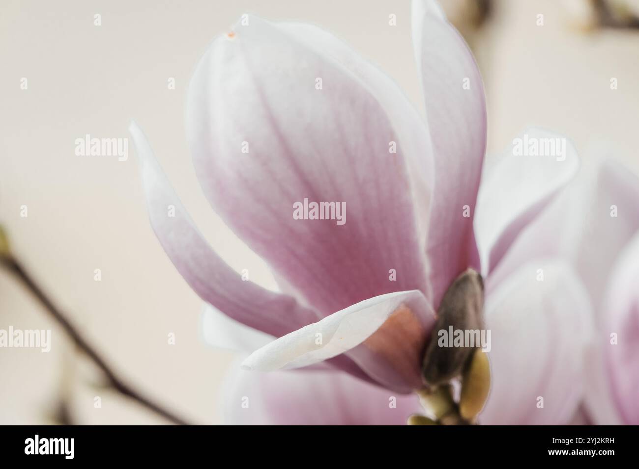 Magnolia Sulanjana flowers with petals in the spring season. beautiful ...