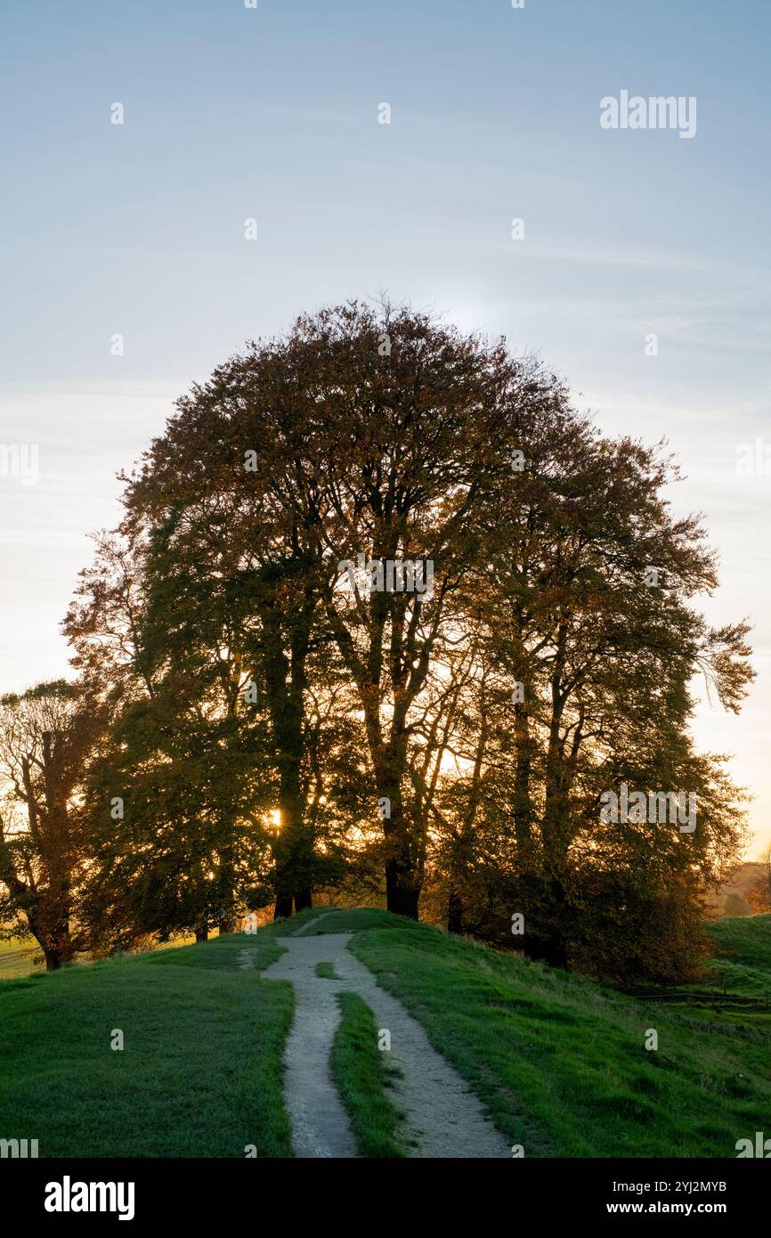 Avebury stone circle beech trees on the ramparts in the late afternoon autumn sunset light. Avebury, Wiltshire, England Stock Photo
