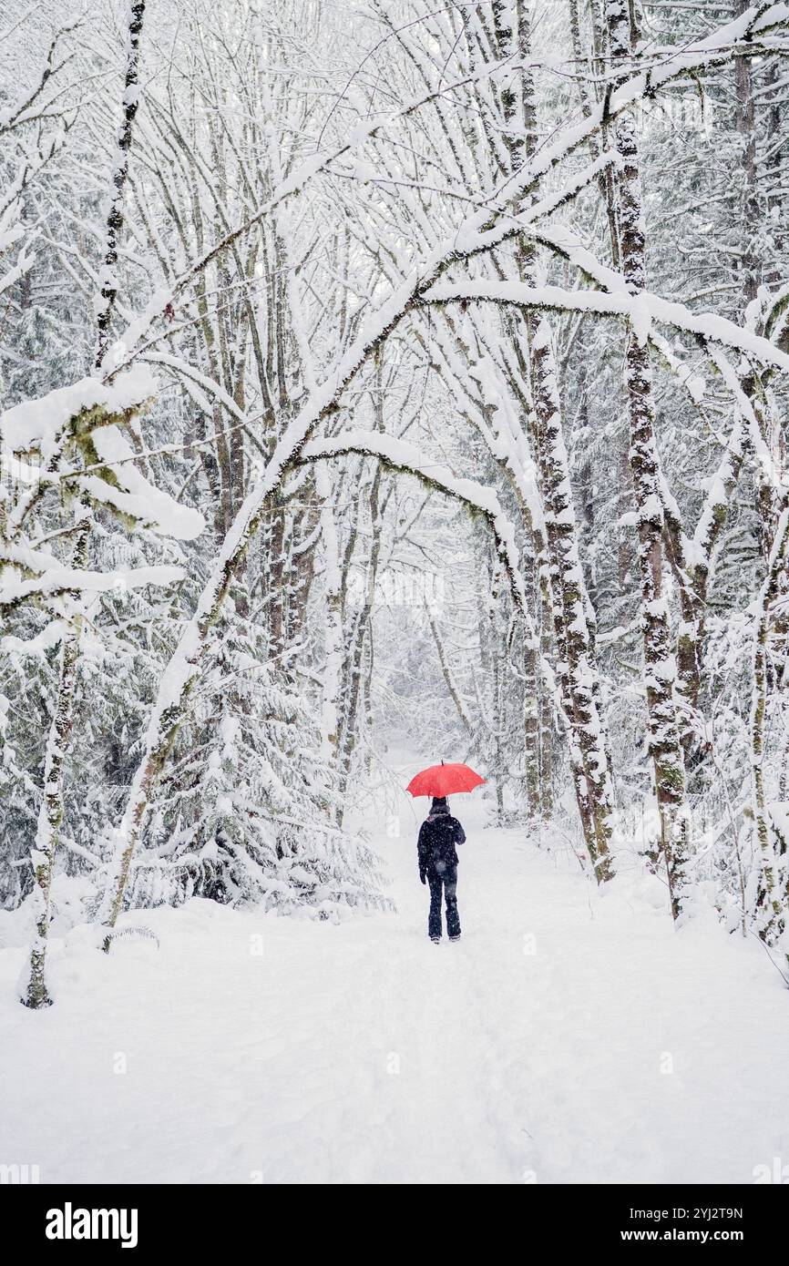 A woman stands under a red umbrella amidst a snowy forest pathway framed by arching trees. Stock Photo