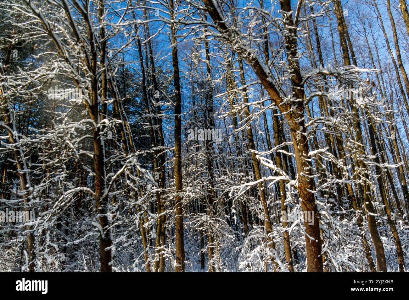 Snowy winter landscape with tall pine trees covered in fresh white snow ...