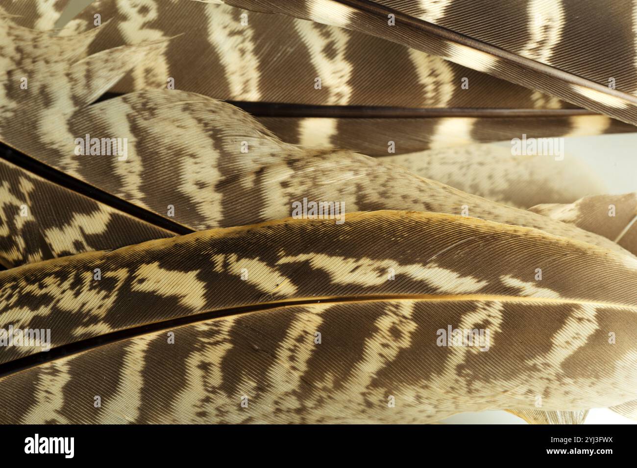 brown feathers background Stock Photo - Alamy