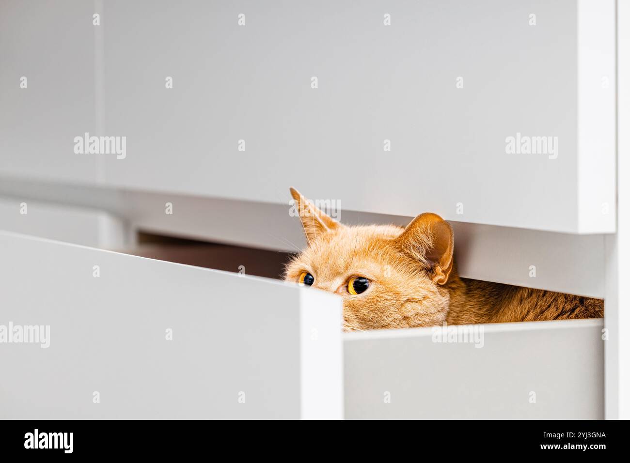 Picture of ginger domestic cat hiding in dresser drawer. cat peeking out of closet ...