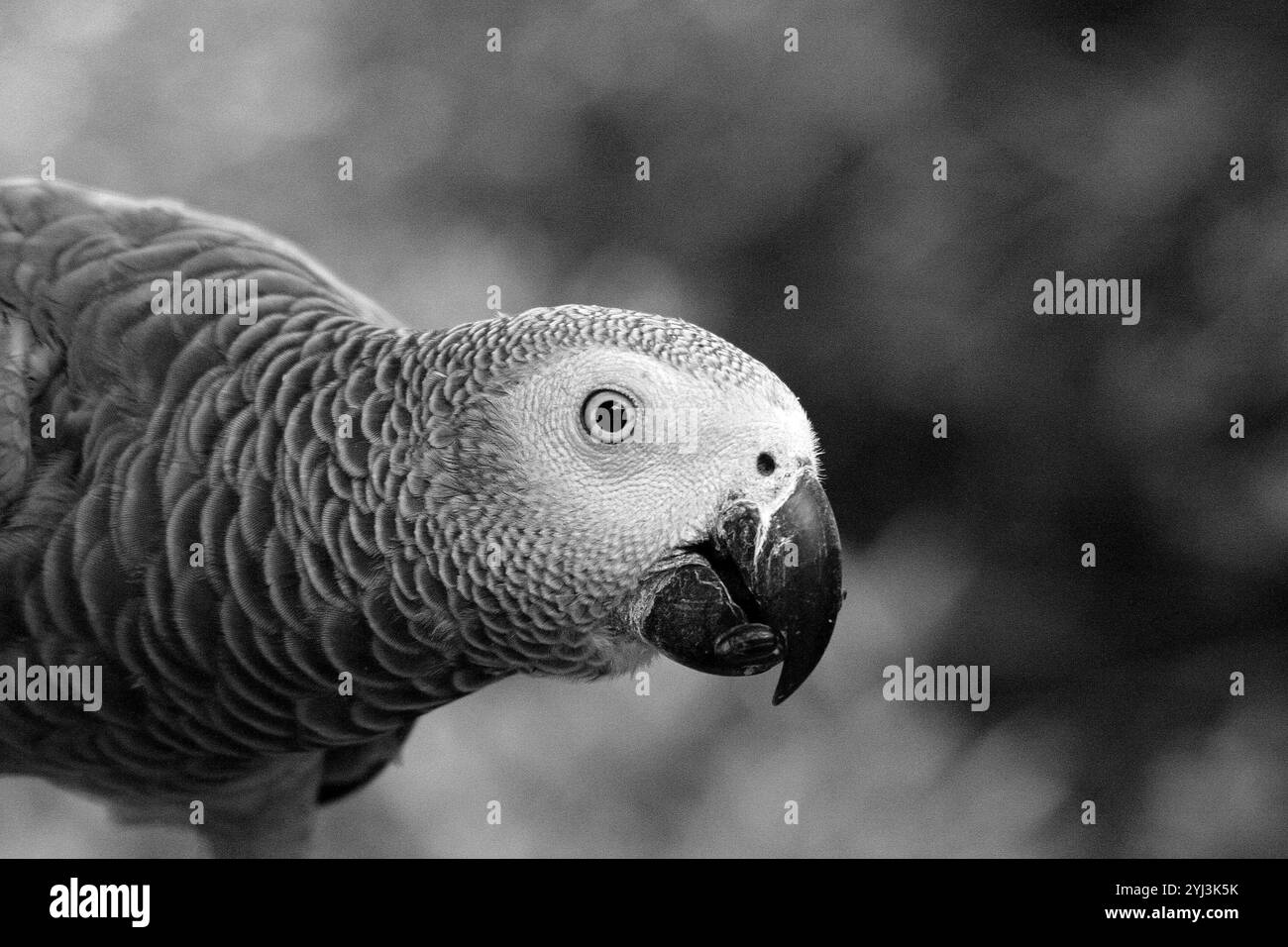 Bush big Black and White Stock Photos & Images - Alamy