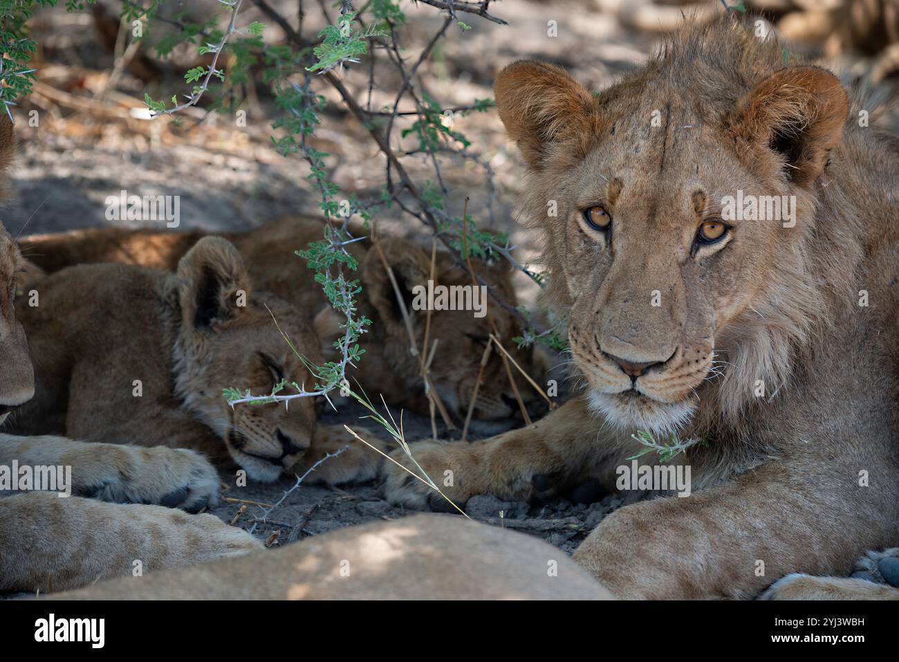 Sleeping older male lion hi-res stock photography and images - Alamy