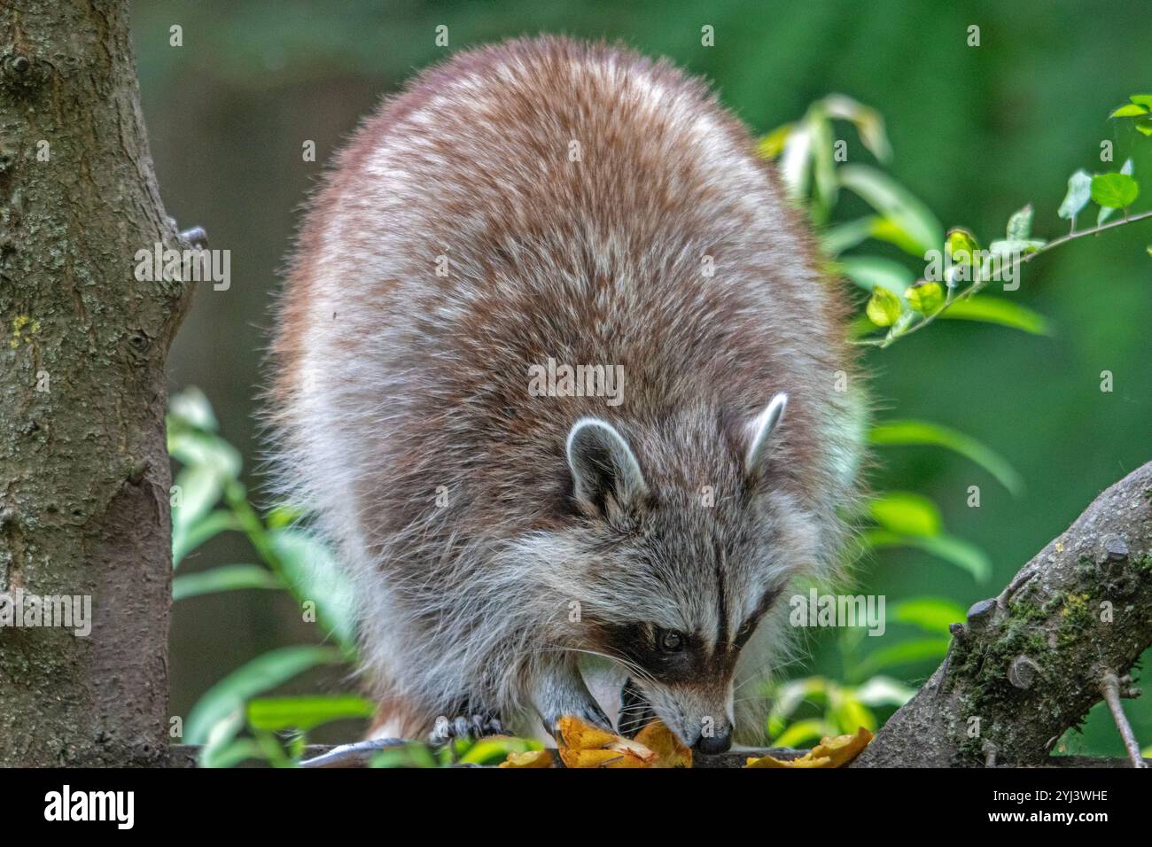 Front View Racoon Cute raccoon head animal hi-res stock photography and images - Alamy