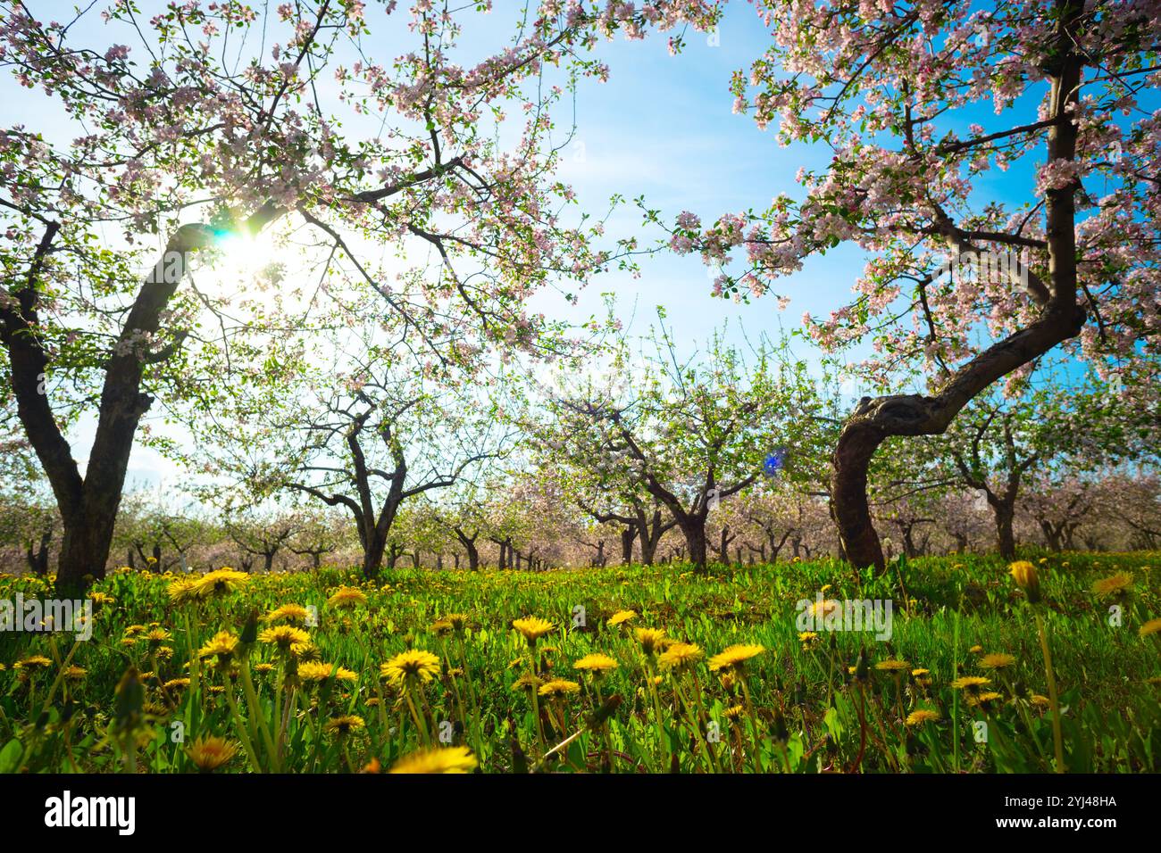 Apple trees in bloom cultivated hi-res stock photography and images - Alamy
