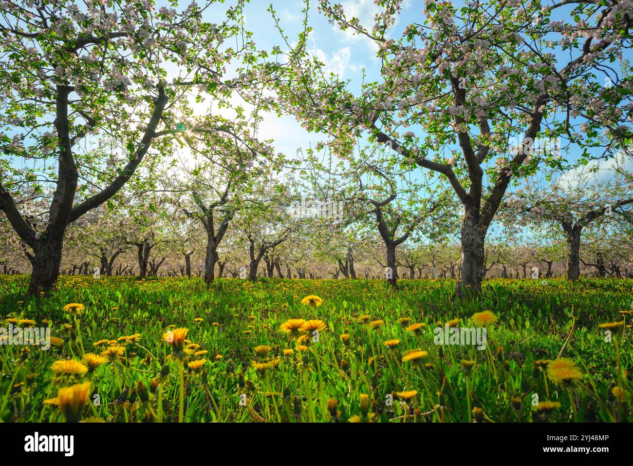 Blooming fruit apple orchard hi-res stock photography and images - Alamy