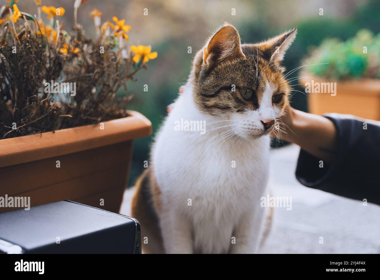 A sad red-and-white cat is being stroked Stock Photo