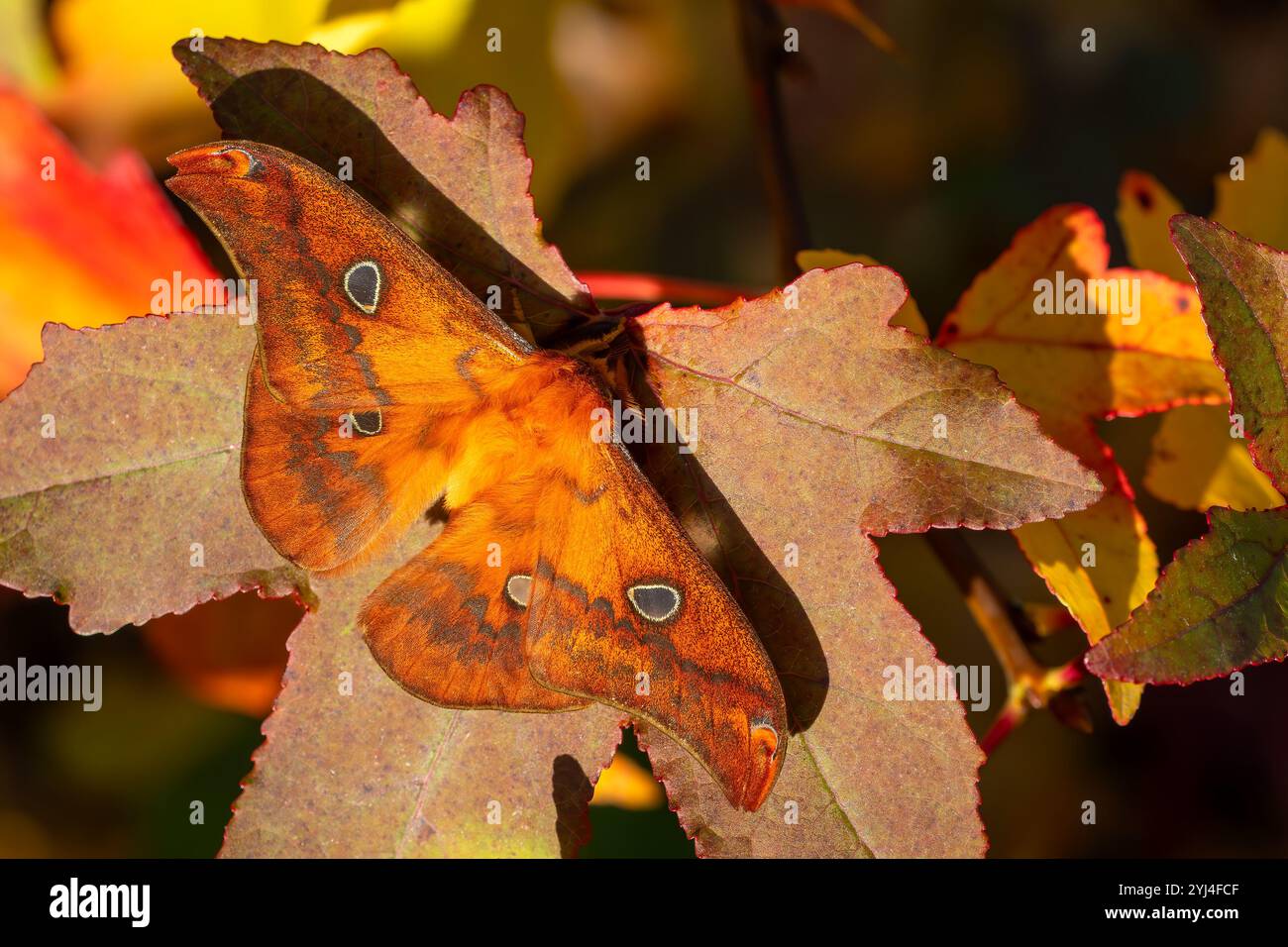 Ayollar sperma porno bilan kamming