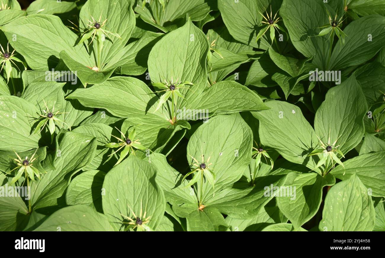 The poisonous plant herb Paris Paris quadrifolia plant group with berries Stock Photo