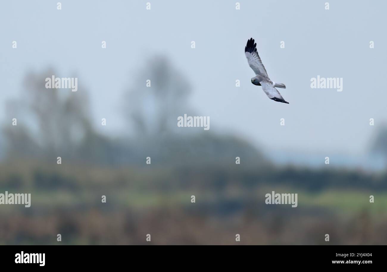 Flying hen harrier hi-res stock photography and images - Alamy